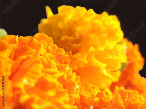 Yellow and orange marigold close up macro bokeh for indian festival used as garland