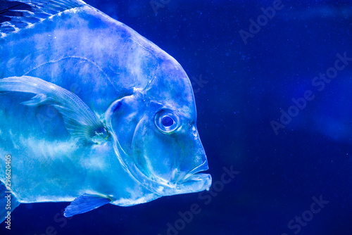 tropical fish Selena womer close-up swimming in a saltwater aquarium