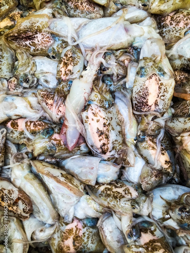 pile of fresh catch Squid, close view 