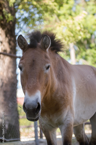 Retrato de un caballo de Przewalski macho