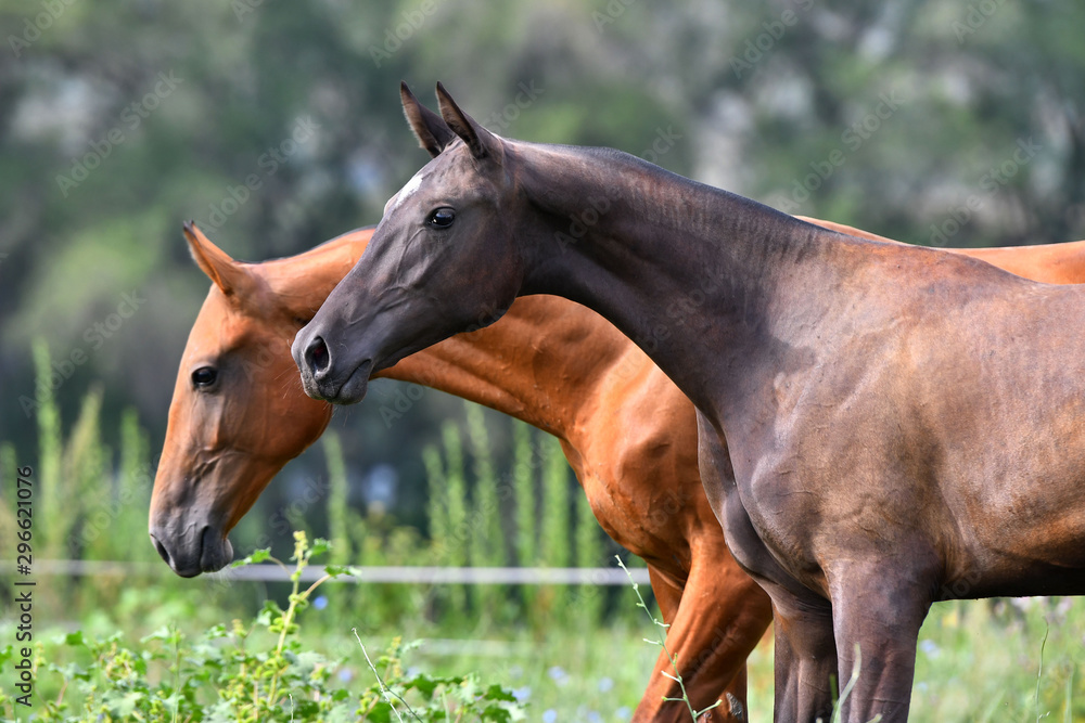 Two akhal teke breed horses, bay and chestnut, running in the field free. Animal portrait.