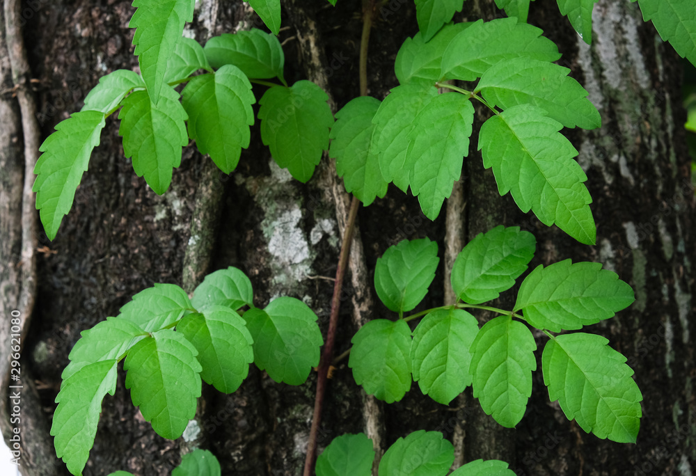 branch of green leaves on big tree branch of green leaves on big tree
