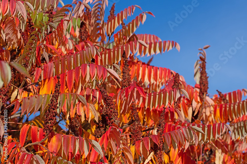 Essigbaum, Rhus typhina, im Herbst