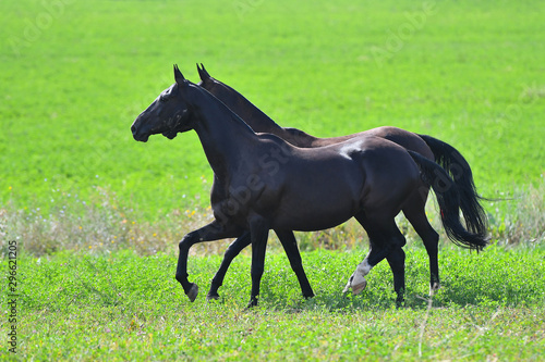 Two black akhal teke breed horses running in the field side by side. 