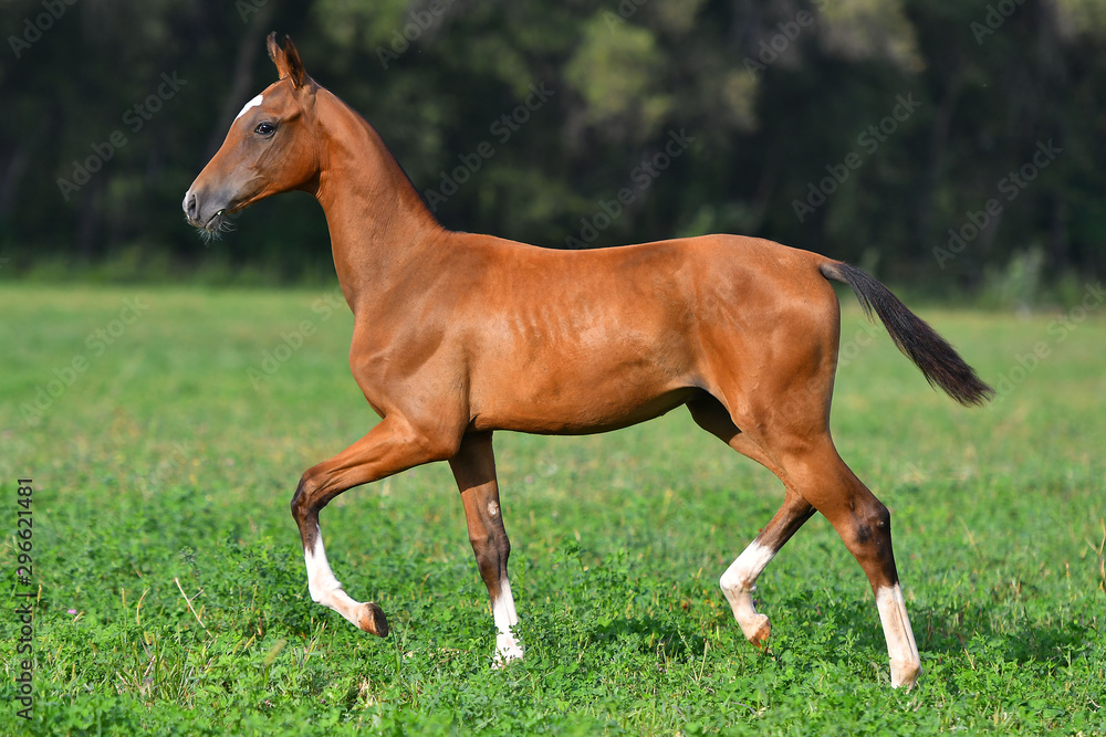 Fototapeta premium Bay foal running in trot around gren field. 