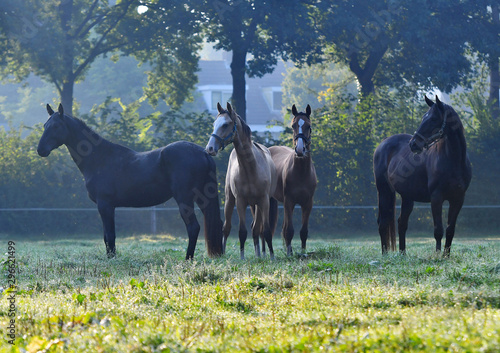 Herd of horses standing in the foggy morning pasture and looking away.