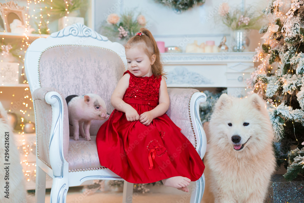 Girl and samoyed husky dog. Christmas Girl and samoyed husky dog. Christmas
