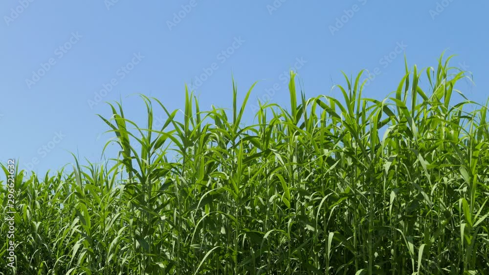 Thickets of green cane on the background of bright blue sky Thickets of green cane on the background of bright blue sky