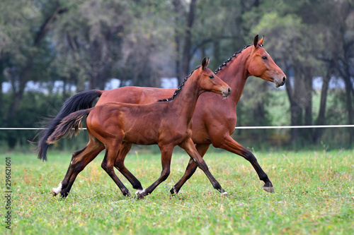 Bay mare with a foal running in trot near each other.