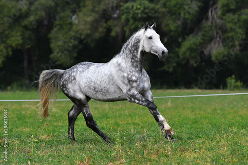 Dappled gray horse with plated braid running in the field. 