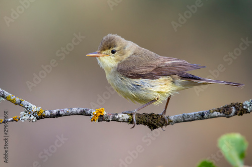 Melodious Warbler (Hippolais polyglotta), perched on a branch on a blurred background