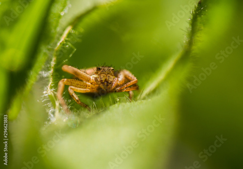 Xysticus sp. spider