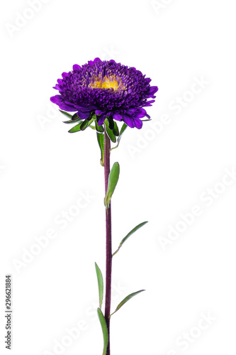 Violet chinese aster isolated on white background