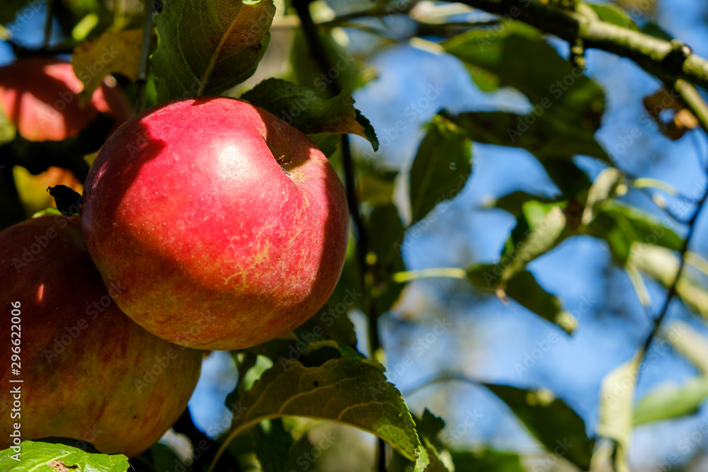 Branch with red apple in autumn, closeup Branch with red apple in autumn, closeup