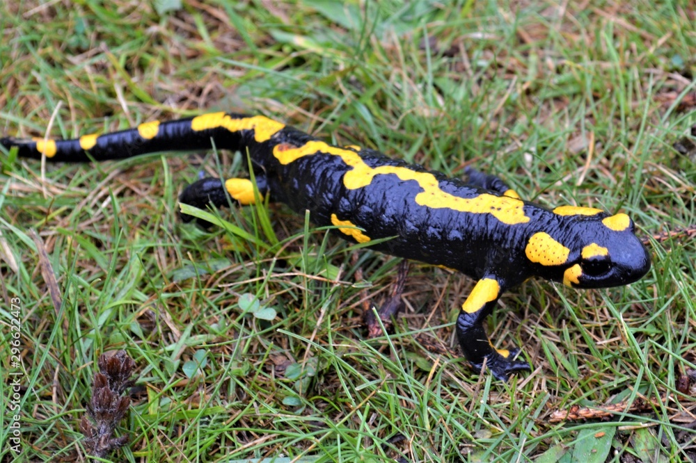 Salamander crawls across the ground among green grass.