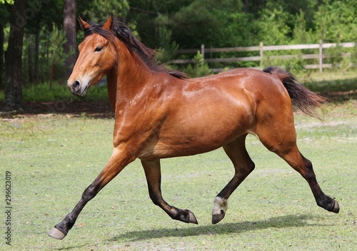hackney pony extended trot