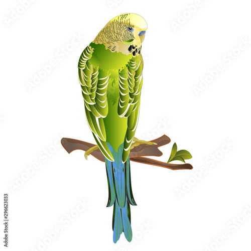 Budgerigar, home pet ,green pet parakeet  or budgie or shell parakeet  on a white background vintage vector illustration editable hand draw