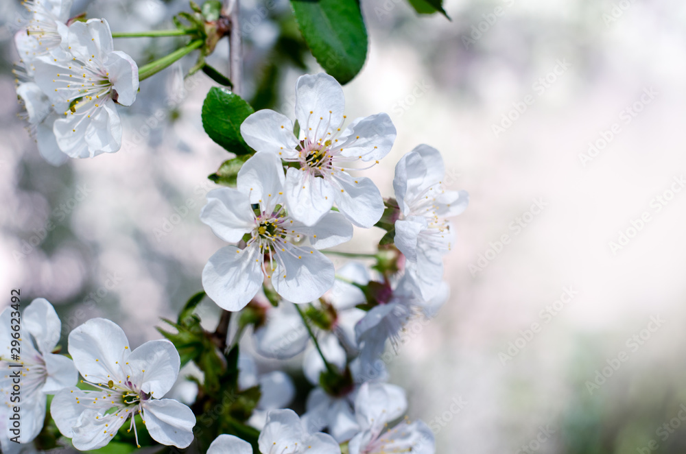 Spring floral background with apple tree flowers isolated on white.