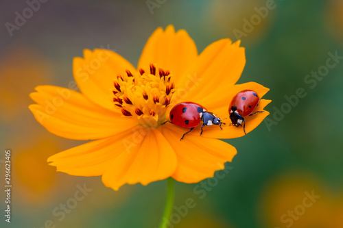 Ladybird on an orange flower 