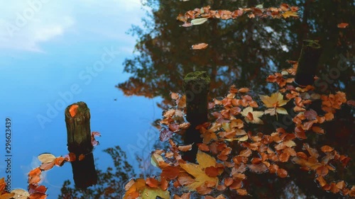 Many Multicoloured Fallen Leaves, The Reflections of Trees And Mossy Wooden Posts In The Water At The Lakeside In Autumn photo