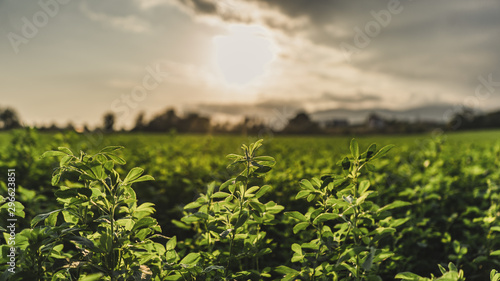 shamrock clovers trefoil flowers field at sunset