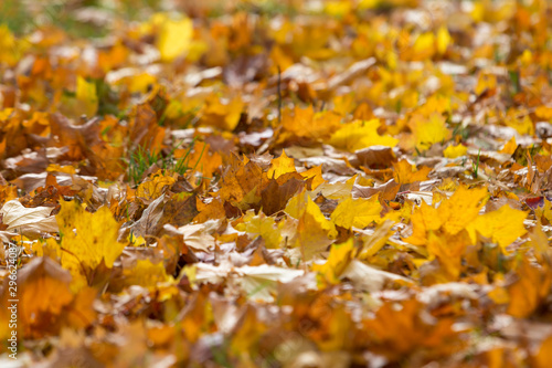 Carpet of yellow fallen leaves. Abstract natural background for banner.