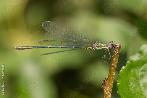 Willow Emerald damselfly, Chalcolestes viridis, resting in the late summer sunshine. photo