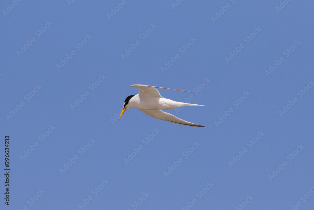 A Little Tern, Sternula albifrons, flying against a blue sky. A Little Tern, Sternula albifrons, flying against a blue sky.