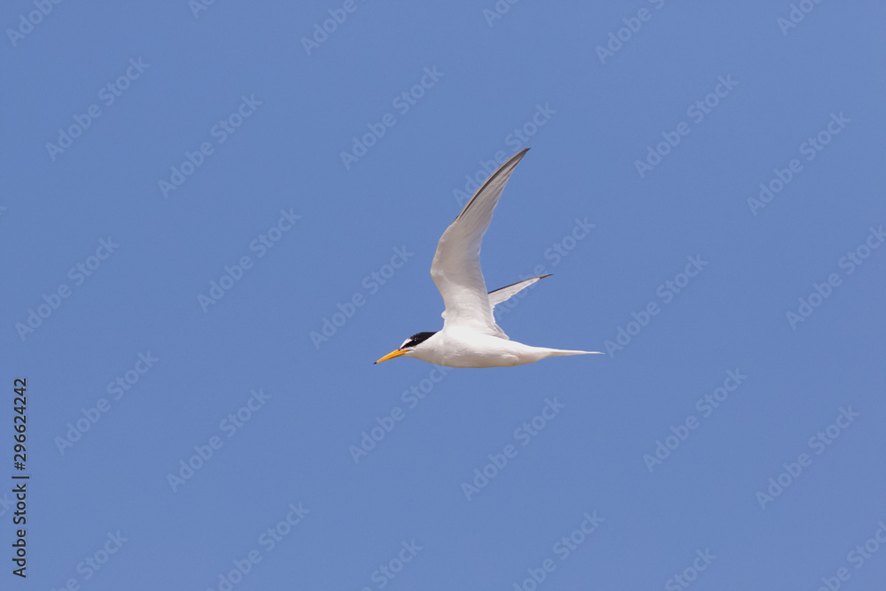 A Little Tern, Sternula albifrons, flying against a blue sky. A Little Tern, Sternula albifrons, flying against a blue sky.