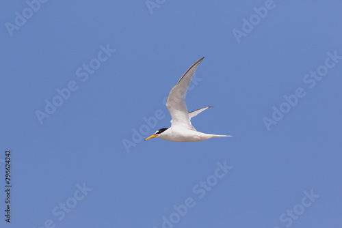 A Little Tern, Sternula albifrons,  flying against a blue sky.