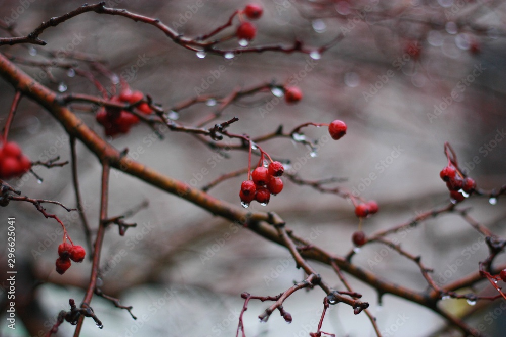 Tree with red Rowan berries in the forest Tree with red Rowan berries in the forest