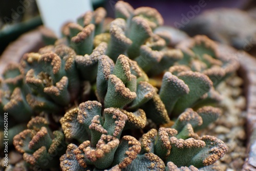 secrets of the cacti 