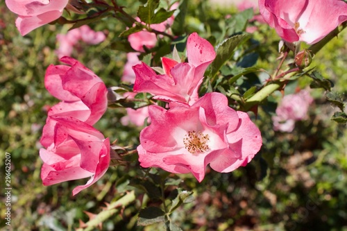 fully open pink roses in garden tea roses