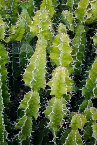 prickly bright green cactus cacti