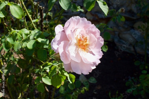 soft pink rose in garden