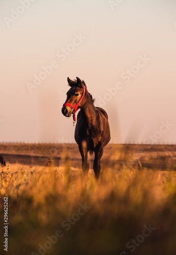 Horse standing in the middle of the field © Denis Martin