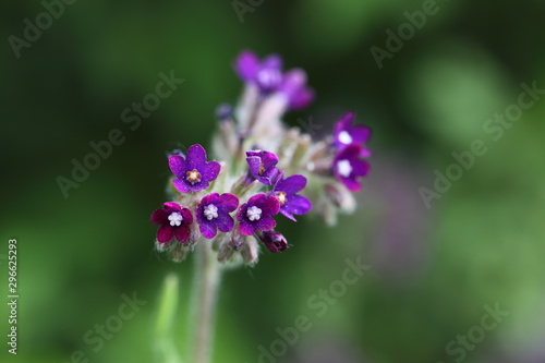 Wallpaper Mural Ochsenzunge Torontodigital.ca