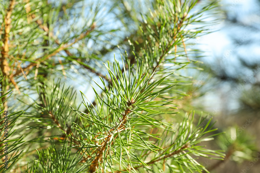 Pine needles on tree branch, close up and space for text Pine needles on tree branch, close up and space for text