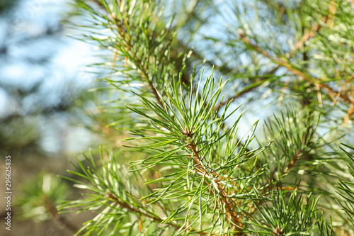 Pine needles on tree branch  close up and space for text