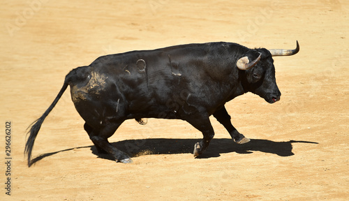 toro con grandes cuernos