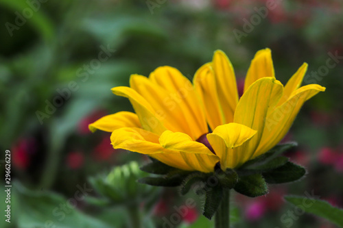 Yellow flower closeup view