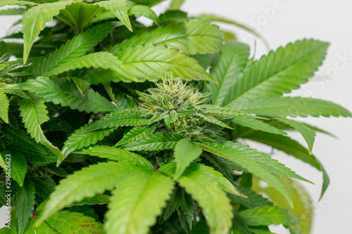 Flowering Marijuana Plants