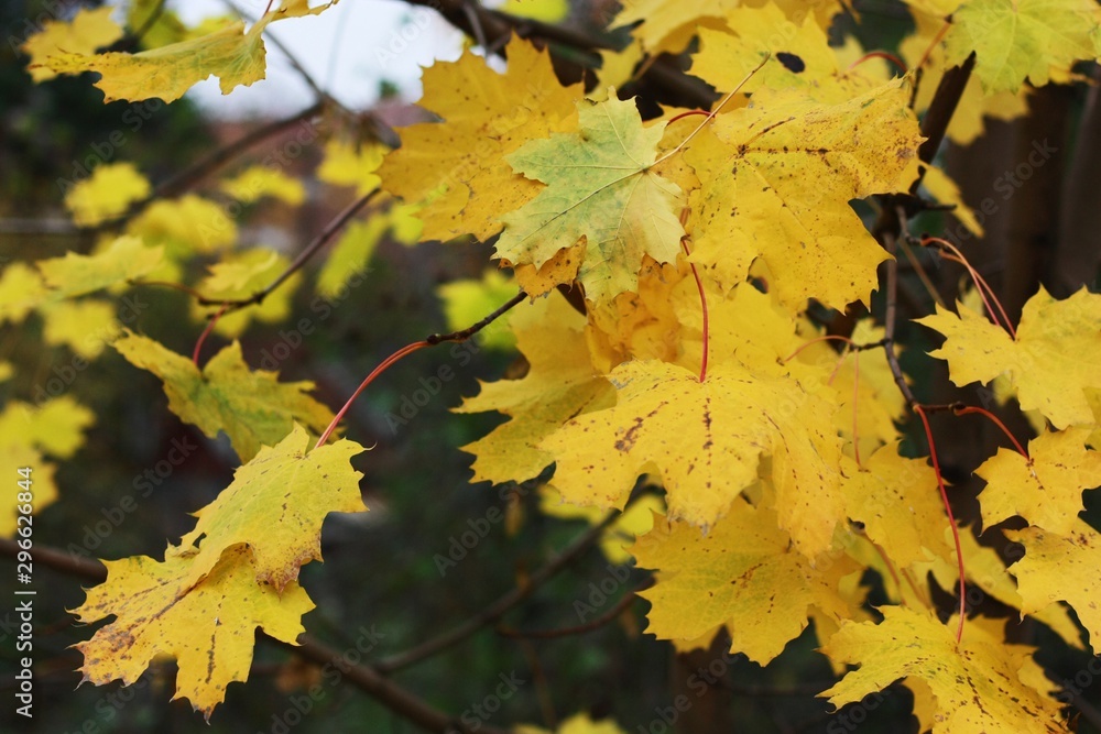 Fototapeta premium Beautiful tree with yellow leaves in the Park