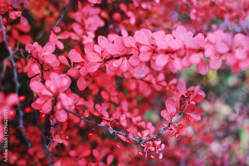 Beautiful plant with pink leaves in the park