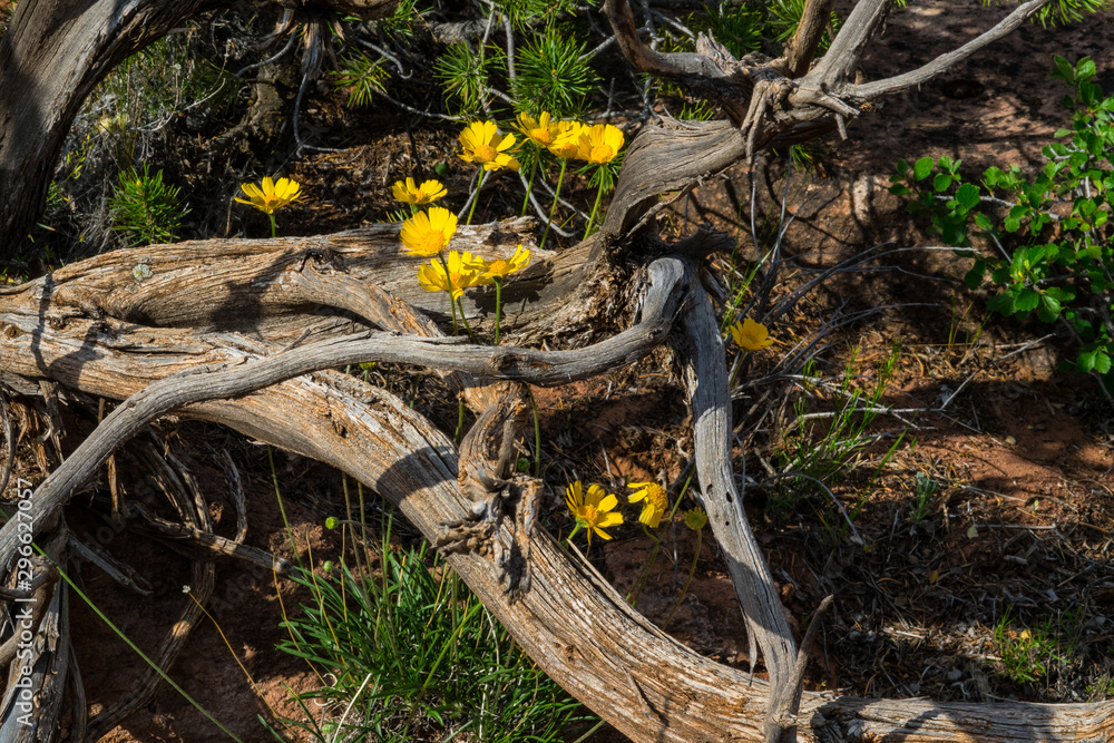 In Summer, many wildflowers of the Colorado National Monument are in full bloom, as seen here in between fallen dead trees. In Summer, many wildflowers of the Colorado National Monument are in full bloom, as seen here in between fallen dead trees.