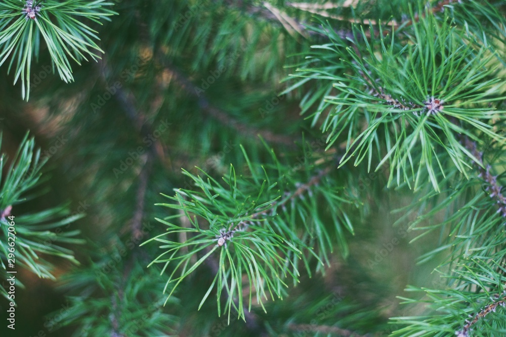 Beautiful green Christmas tree in the forest Beautiful green Christmas tree in the forest