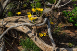 In Summer, many wildflowers of the Colorado National Monument are in full bloom, as seen here in between fallen dead trees.