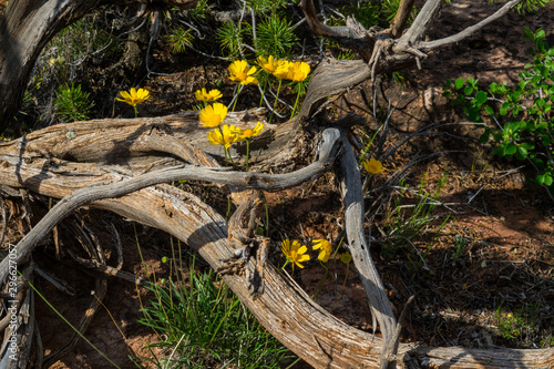 In Summer, many wildflowers of the Colorado National Monument are in full bloom, as seen here in between fallen dead trees.