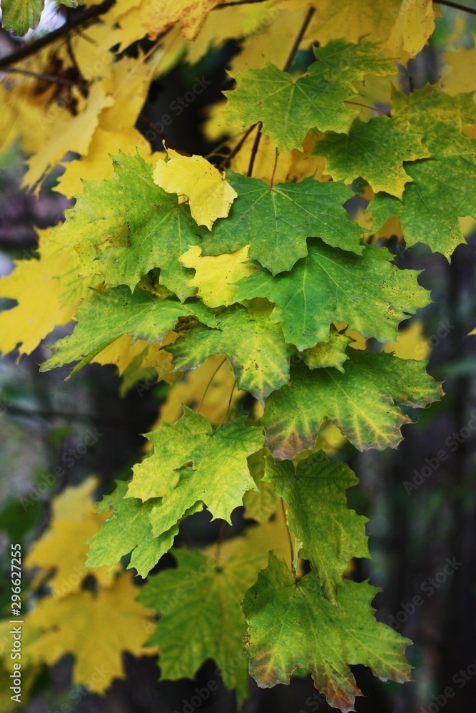 Beautiful tree with yellow leaves in the Park Beautiful tree with yellow leaves in the Park