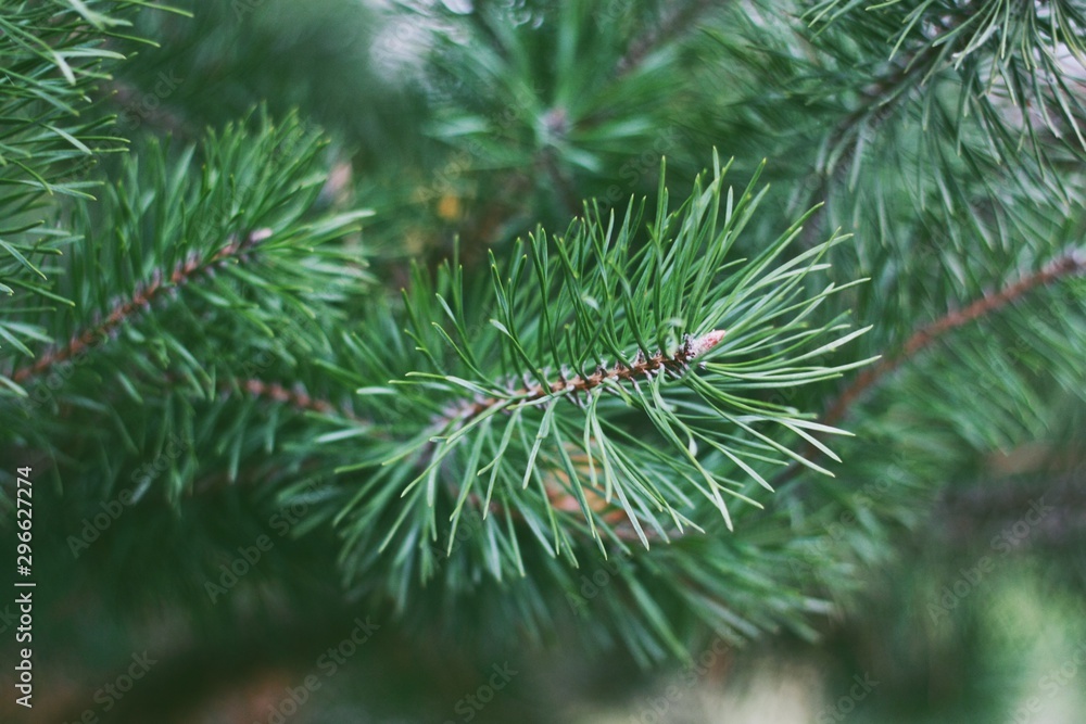 Beautiful green Christmas tree in the forest